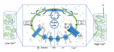图1. 线粒体悬浮液中Ca2+动态变化与mPTP开放的模型示意图[1]