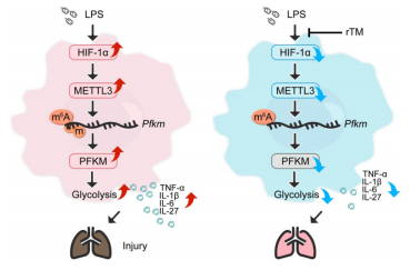 图2. m6A修饰在脓毒症巨噬细胞代谢重编程中的作用[2]