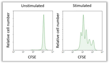  Fig. 4. CFSE染T细胞后培养3天（额外添加IL-2细胞因子），检测未激活组和激活组T细胞的增殖结果