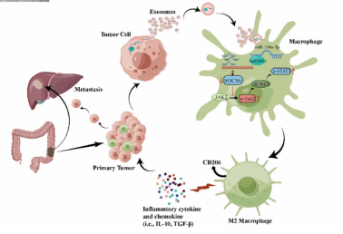 图4. CRC衍生外泌体中的miR-106a-5p在促进肝转移方面发挥着关键作用[4]