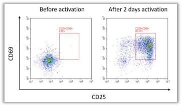 Fig. 3. 激活前和激活2天后检测人T细胞CD25和CD69的表达结果