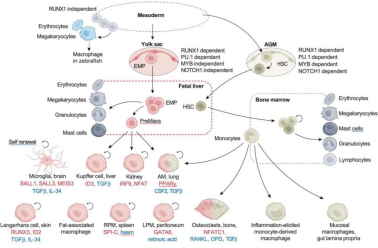 图1. 巨噬细胞的起源[1]