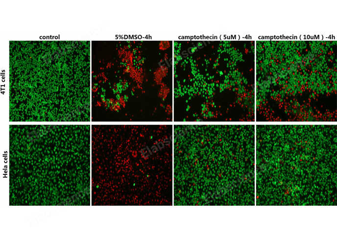 Elabscience Calcein AM/PI活死细胞双染试剂盒实验结果图