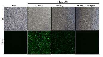 图3. Hela细胞荧光显微镜数据(1×Calcein，1×CoCl2，1×Ionomycin)