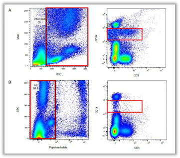 Fig. 8. 相同样本排除死细胞前后结果对比（A组未加死活染料染色，B组加入PI染料进行染色）。死细胞易与抗体或者荧光素发生非特异性染色，影响目的细胞的比例。