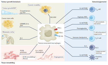 图3. TAMs在肿瘤不同阶段的作用[3]