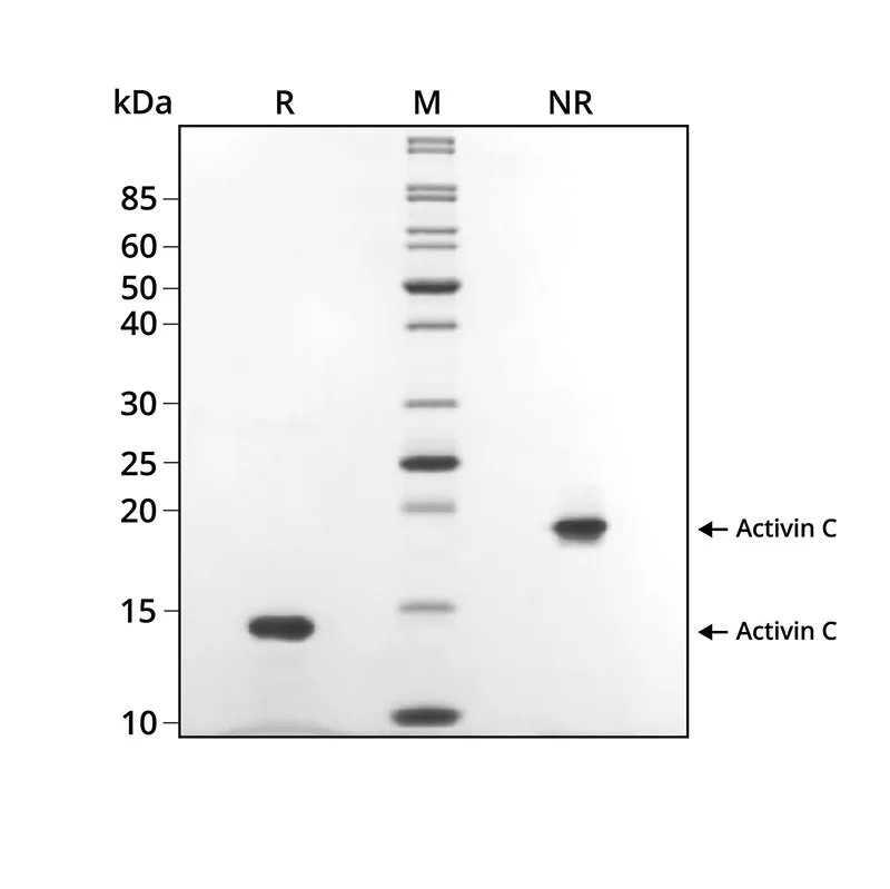 Activin C纯度验证