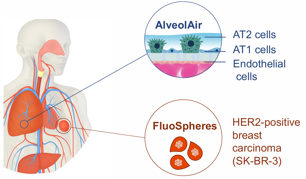 图2:AlveolAir模型与FluoSpheres技术