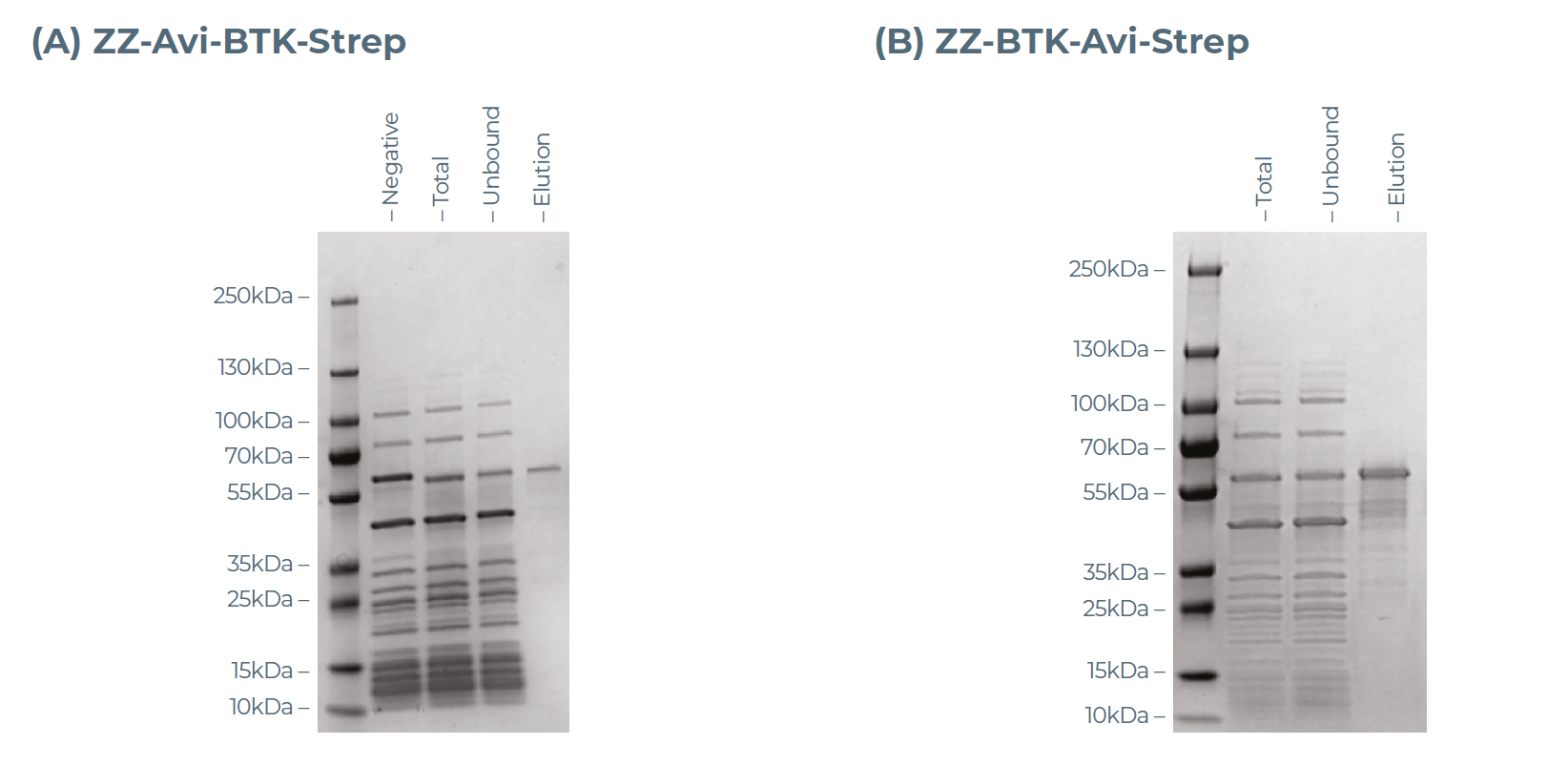 规模放大BTK蛋白SDS-PAGE分析
