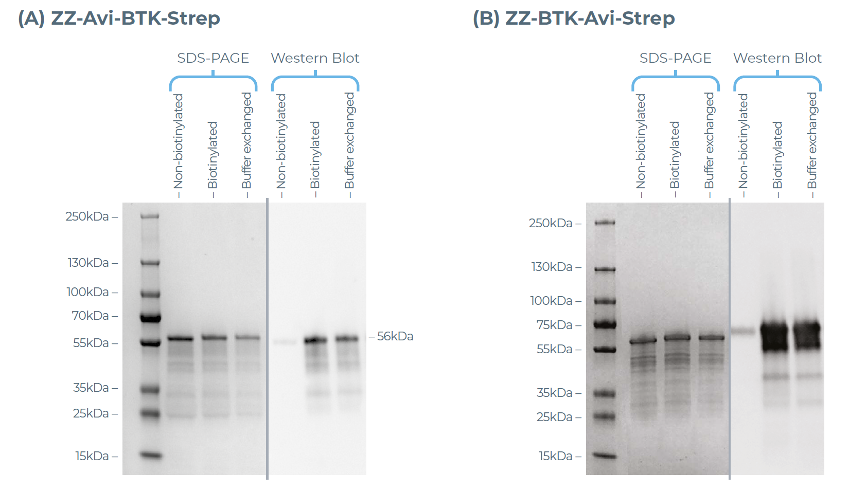 BTK蛋白生物素化Western blot分析