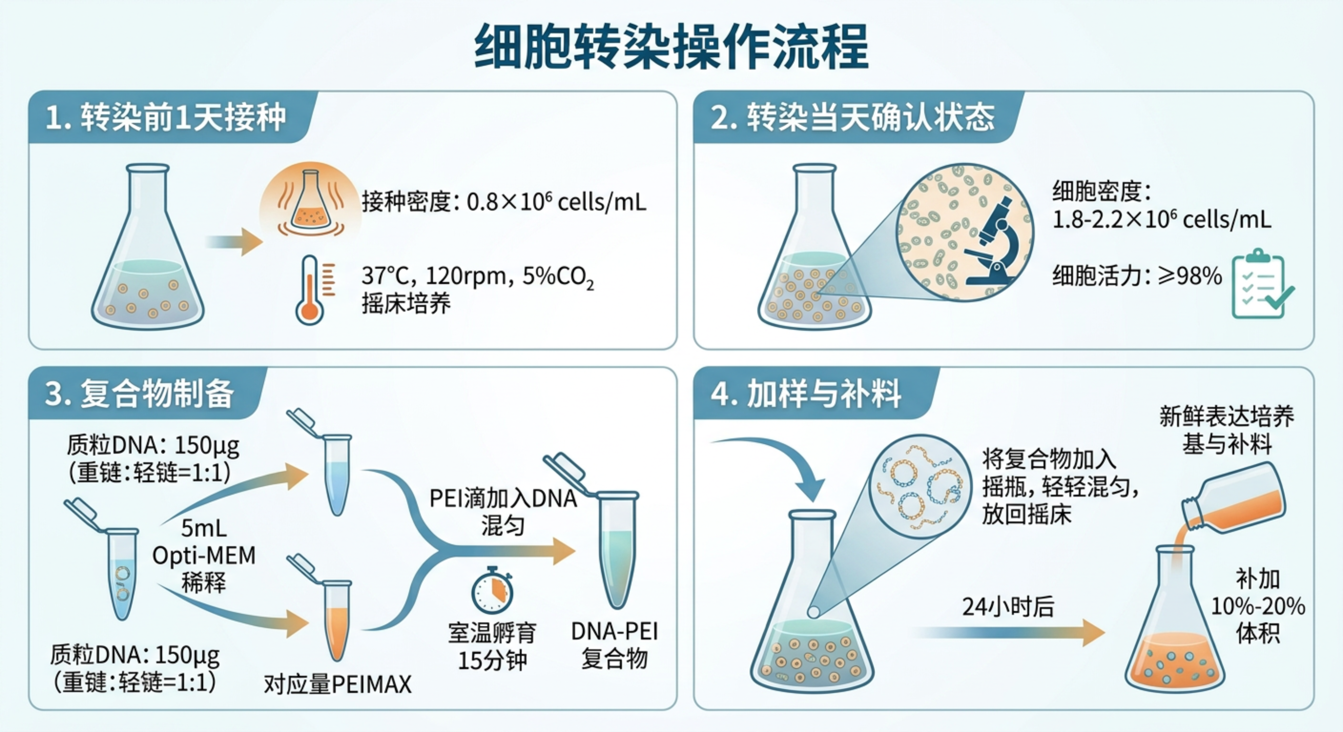 悬浮细胞PEI转染流程