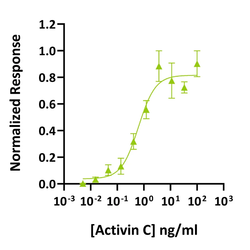Activin C活性检测