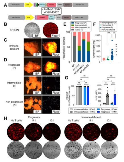 Neoantigen-expressing pancreatic organoids model immune clearance and immune evasion in the same tissue and antigenic context
