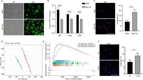 图  Integration of ATAC-seq and RNA-seq identifies MX1-mediated AP-1 transcriptional regulation as a therapeutic target for Down syndrome