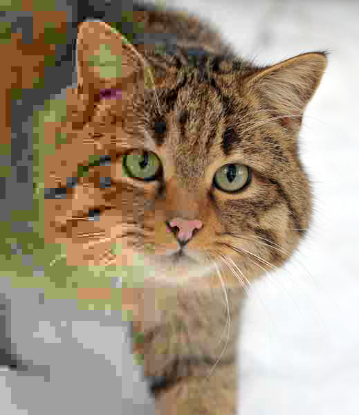 JPEG 质量逐渐降低的猫咪照片,展示了量化在大小和细节之间的权衡