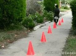 10.GIF