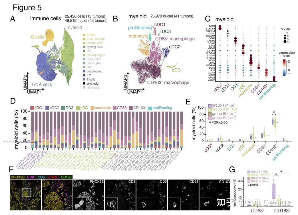 Immune cell heterogeneity and spatial compartmentalization of neuroblastoma