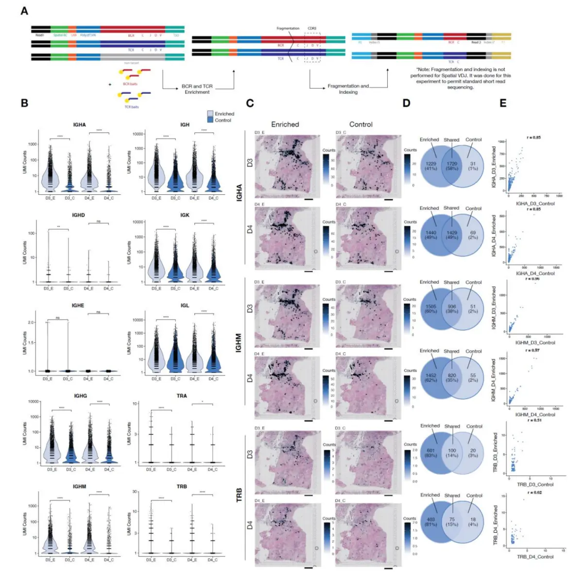 Hybridization target capture of IG and TR  constant regions increases the IG and TR gene counts in spatial  transcriptomics libraries