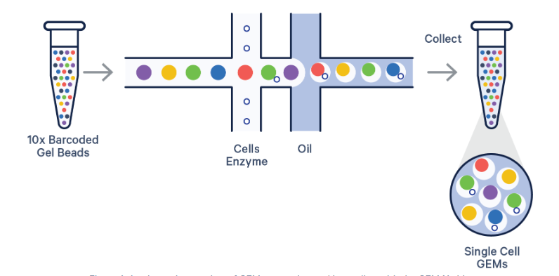 The next generation of single cell RNA-seq（GEM-X）