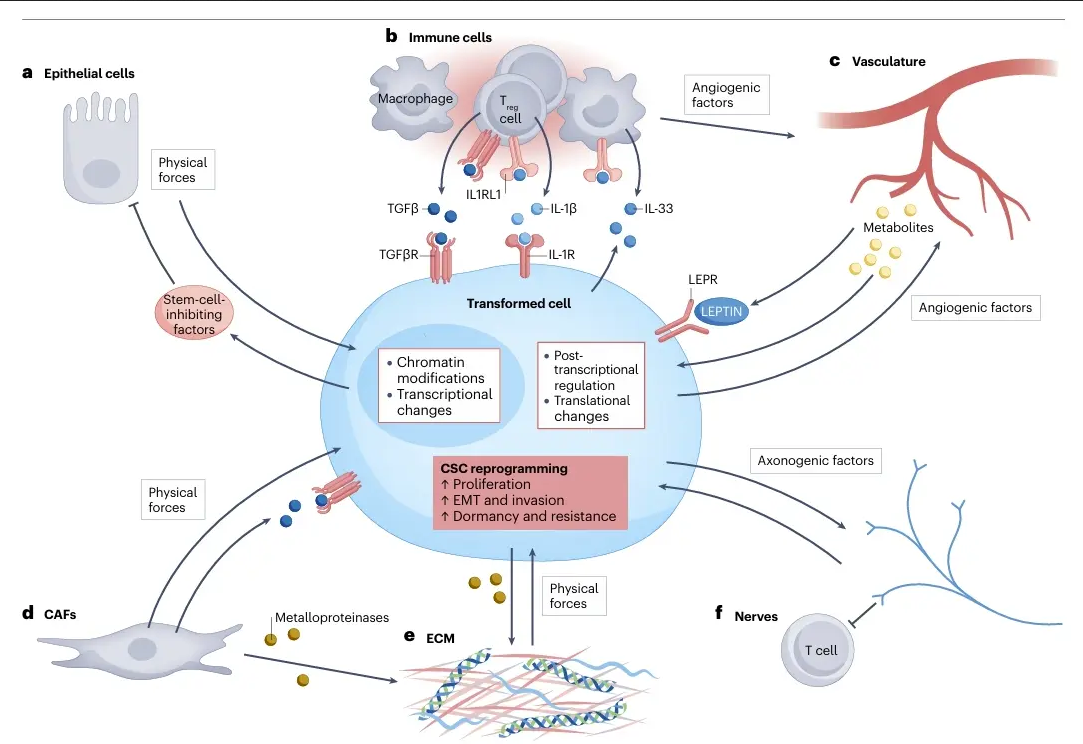 Crosstalk between transformed cells and the microenvironment induces the cancer stem cell state