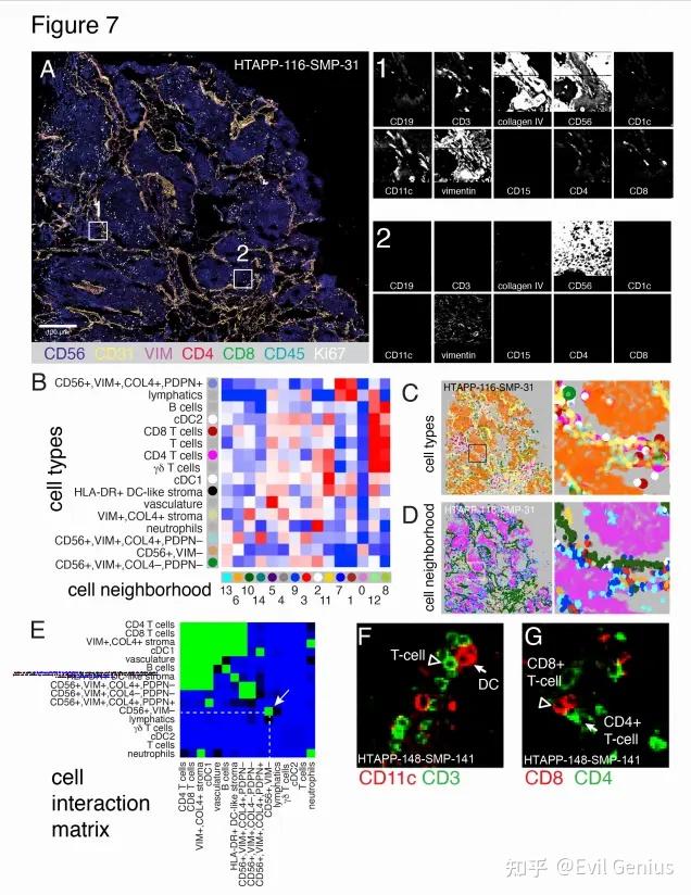 Co-detection by indexing (CODEX) imaging of whole slides identifies recurrent patterns of cellular interaction