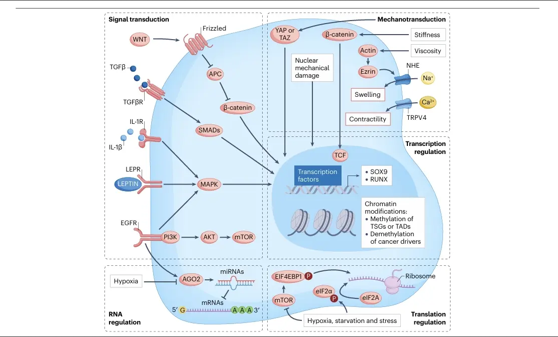  Epigenetic changes drive tumorigenesis and progression