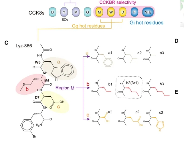 分子动力学（cell）--靶向CCKBR通路的选择性偏向性激动策略在阿尔茨海默病治疗中的机制研究