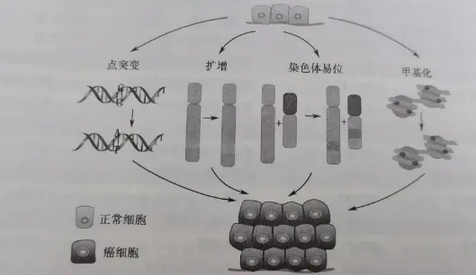 基因变异方式与癌基因活化