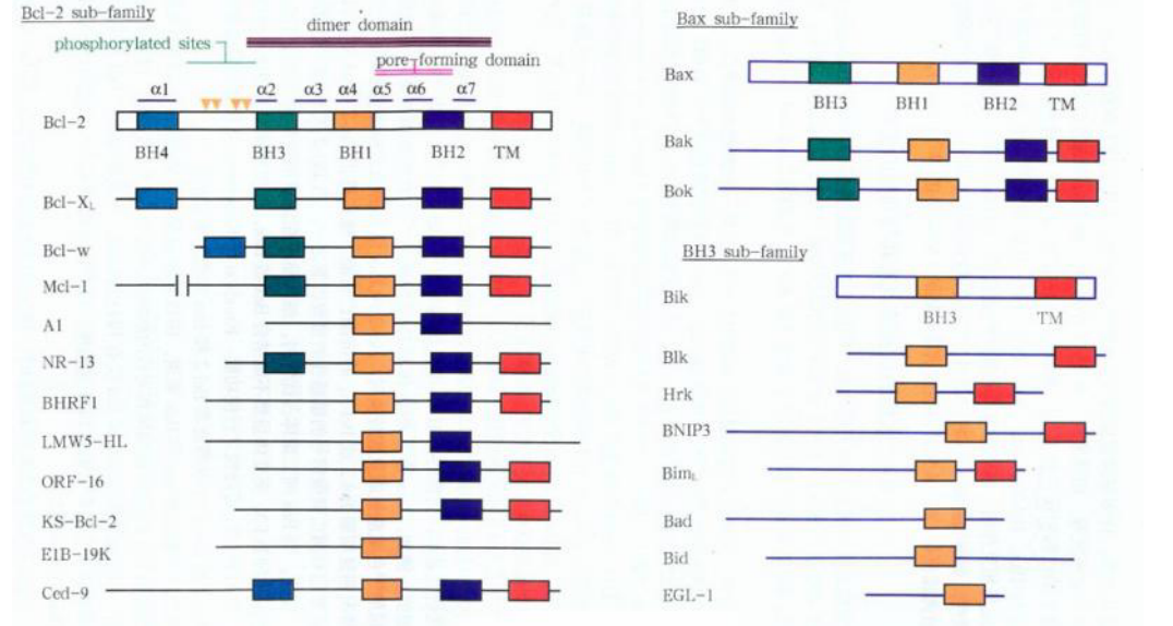 Bcl-2家族的分类和结构示意图