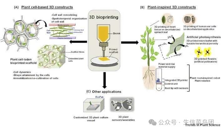 探索 3D 生物打印在推动植物科学研究中的发展和可能性。（https://doi.org/10.1016/j.tplants.2019.10.014）