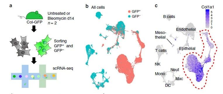 一篇NC文献部分复现——小鼠正常肺和纤维化肺细胞的 scRNA-seq 分析
