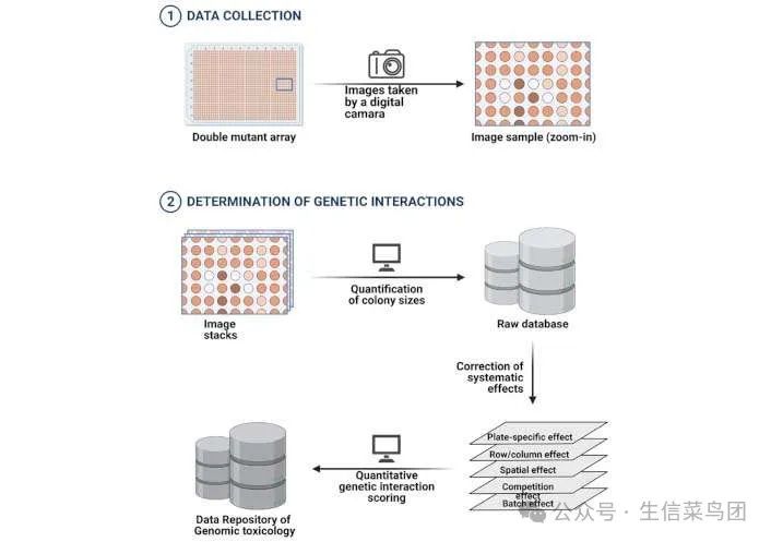 基因组毒理学中的区块链。通过合成基因阵列实现数字基因相互作用，并将定量遗传相互作用评分存储在区块链数据库中。从毒素导致的突变体中提取查询基因，以确定与原始基因组中基因的遗传相互作用。用数码相机拍摄阵列图像，然后量化这些图像堆栈并创建原始数据库。根据不同影响对这些原始数据进行校正，可得出遗传相互作用评分，这些评分存储在基因组毒理学的区块链数据库中。（https://doi.org/10.1021/acsomega.3c00596 ）