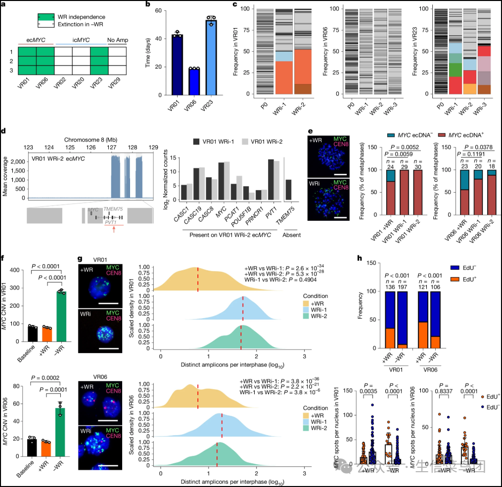 Fig__3__ec_MYC_promotes_adaptation_to_niche_factor_withdrawal_