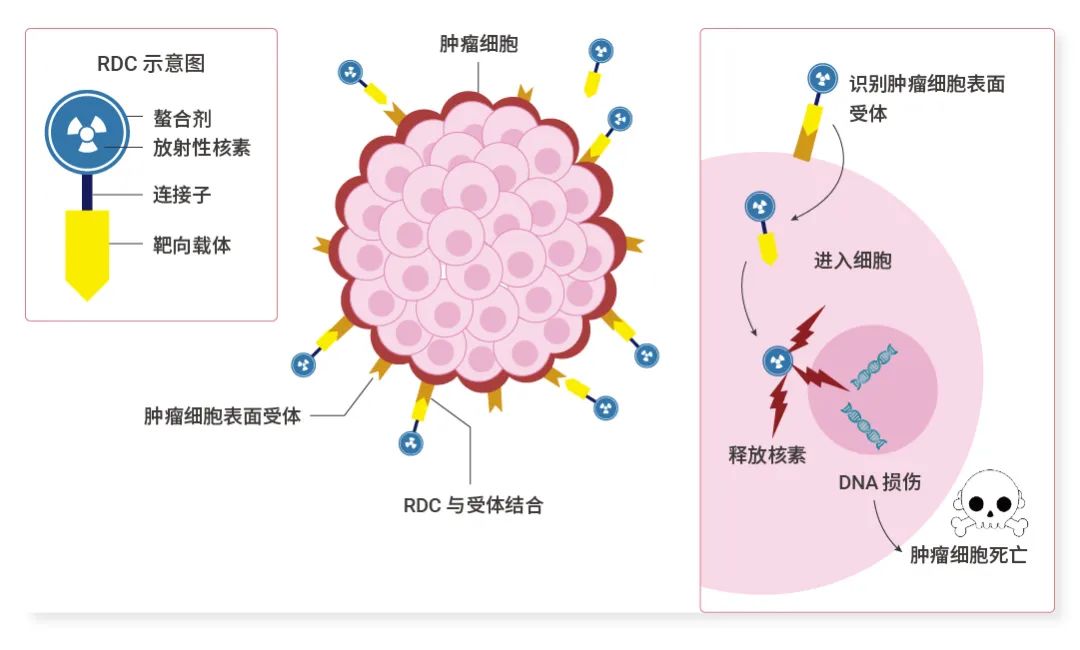 放射性核素 RDC？"干掉" 肿瘤的同时会不会杀死我？ | MedChemExpress MCE