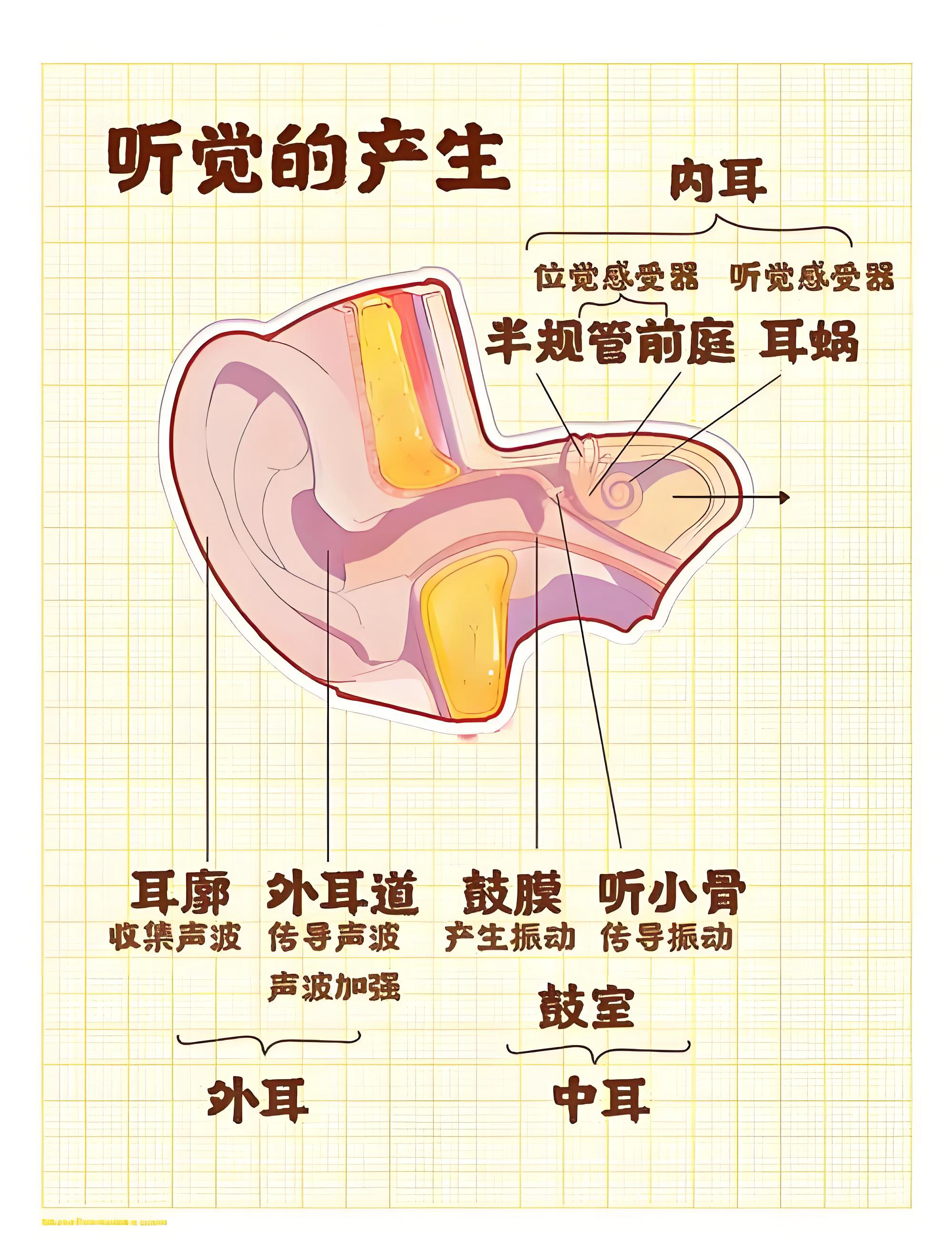 解码听觉奥秘:从频率到感知的奇妙旅程