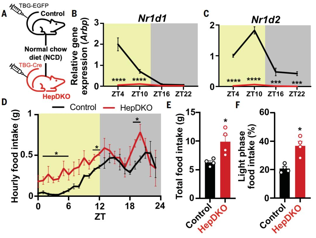肥胖症新靶点出现！节律紊乱，竟是神经“作祟”！