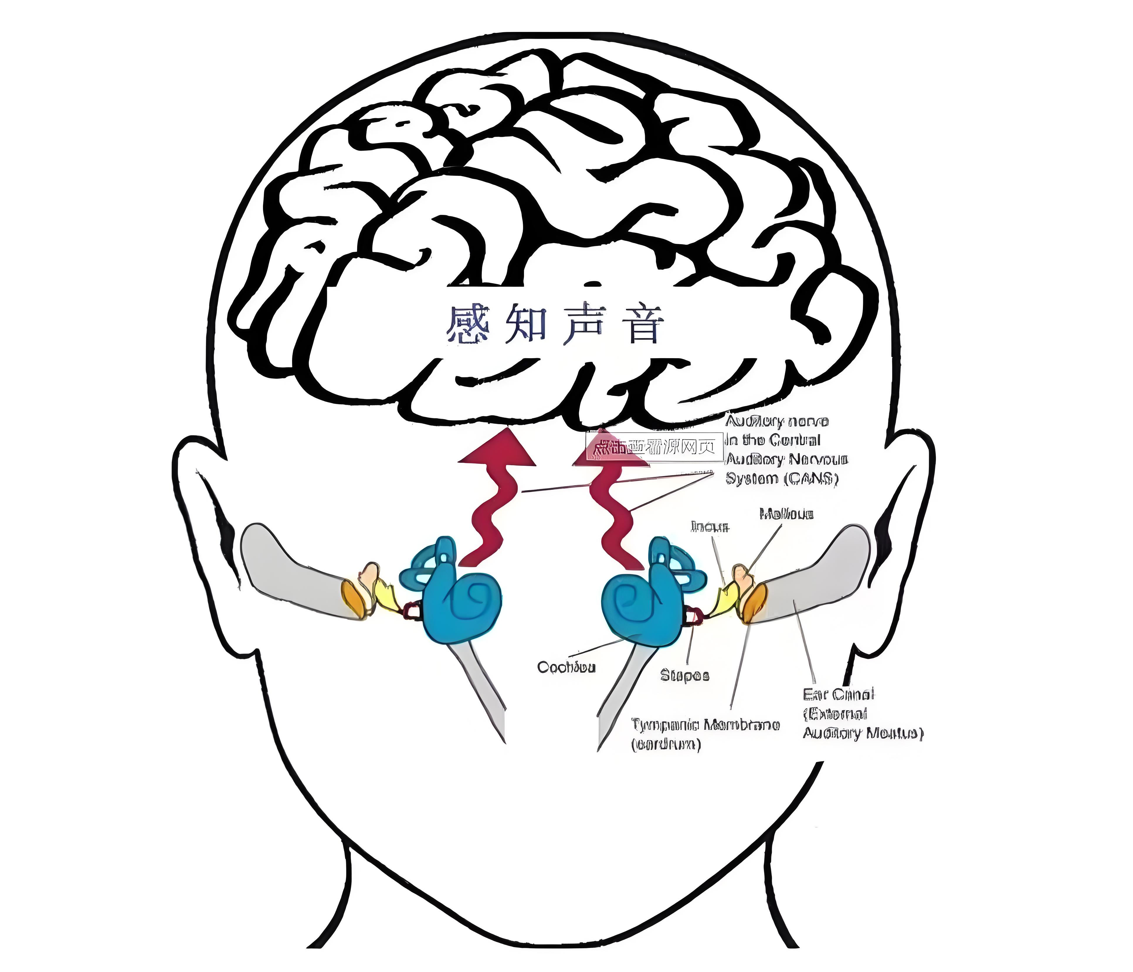 你真的会“听”吗?