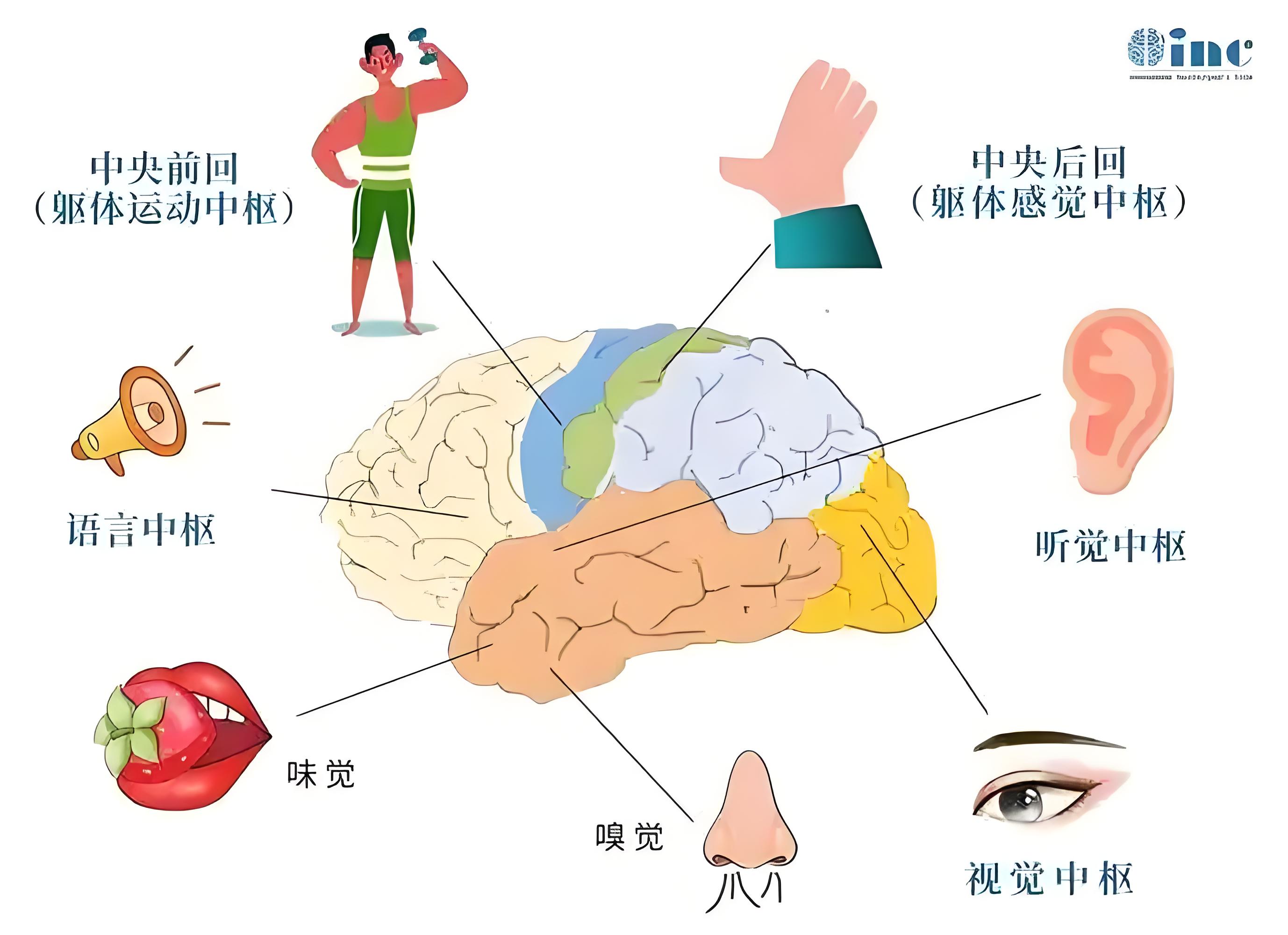 唤醒沉睡的大脑：多模态帮助“植物人”重返意识世界