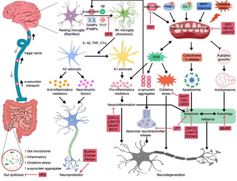 肠子决定脑子,魔性or科学?