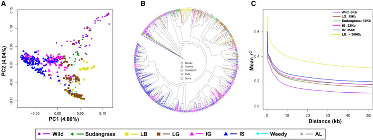 图3 445中高粱种质的基因组特征和多样性