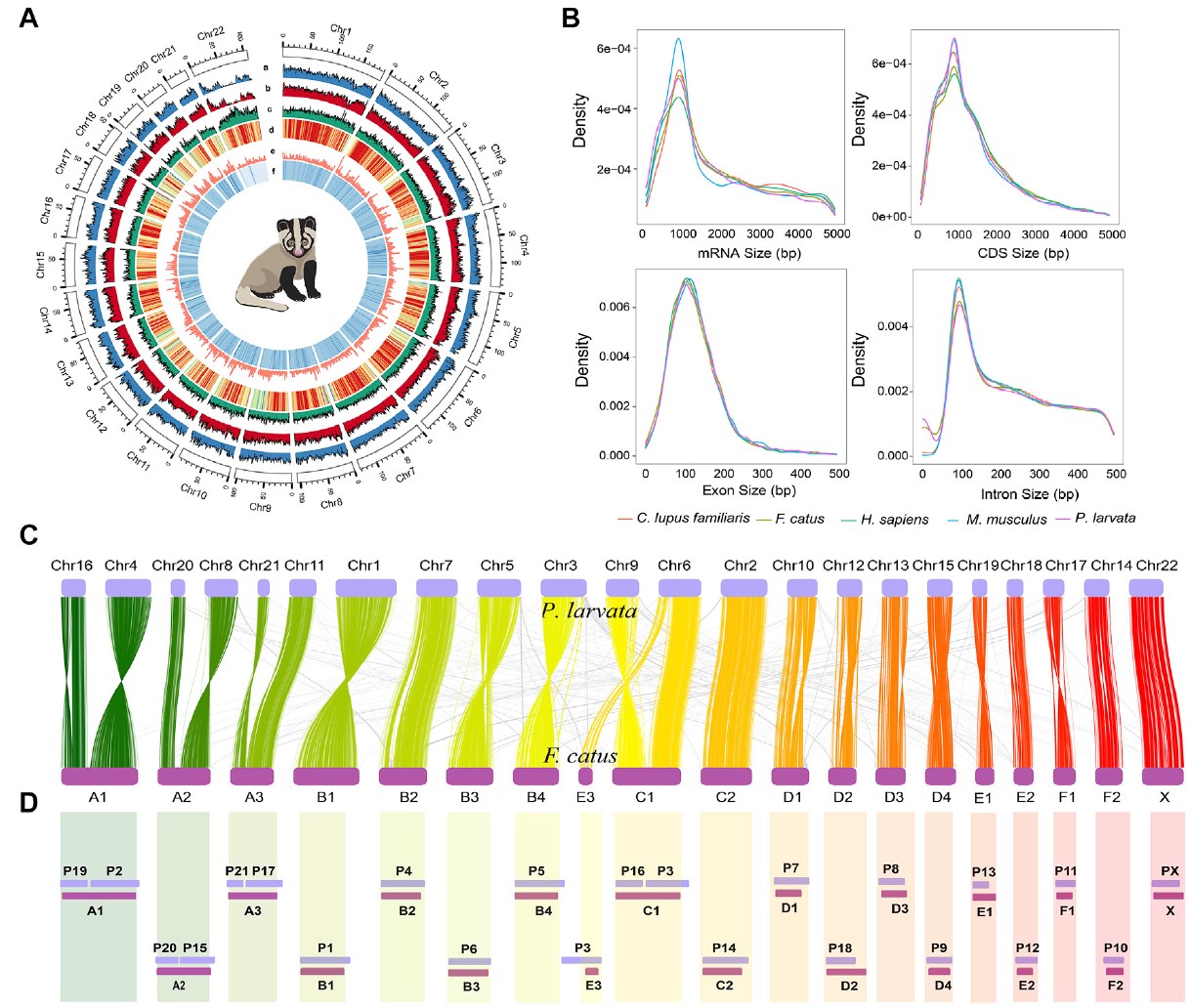 图3  本研究中果子狸基因组组装和染色体水平句法分析概览。 (A) 组装基因组的基因组特征和变异图谱(500kb窗口)： a. 22条染色体的群体规模π值 b. 每500kb窗口的SNP数量 c. 重复序列密度 d. GC含量 e. 基因密度 f. 映射到基因组的读取深度 (B) 五个物种之间的mRNA长度、编码序列(CDS)长度、外显子长度和内含子长度的比较。x轴表示长度,y轴表示密度。 (C) 果子狸和家猫之间的染色体水平句法分析,使用RectChr v1.27可视化。 (D) 之前发表的核型研究中果子狸(P染色体)和家猫(A-F染色体)的比较染色体图。下带表示猫的染色体,上带表示果子狸的染色体。(C)中发现的所有分裂和融合事件都可以在(D)中找到对应。假设核型分析中猫和果子狸的染色体关系是准确的，那么核型分析和句法分析之间的高度一致性表明我们组装的染色体规模基因组的高质量。