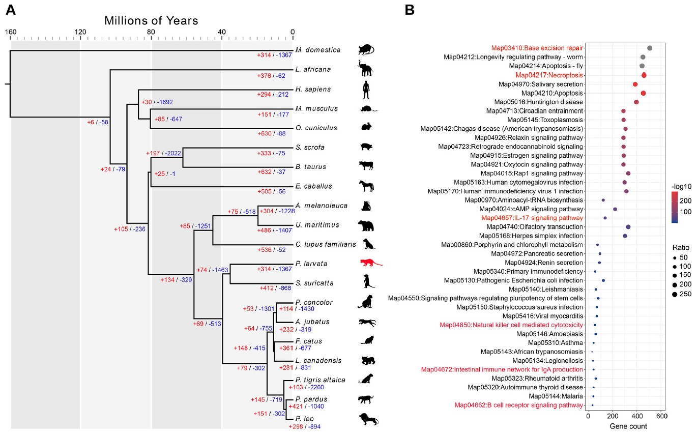 图5  比较基因组分析和扩张基因家族富集分析。 (A) 20个物种间的分歧时间估计。该树拓扑结构由MCMCtree使用CDS序列生成。红色和蓝色数字表示每个节点扩张和收缩的基因家族。插图通过改编SMART和Vecteezy模板创建。 (B) 果子狸基因组中314个扩张基因家族与其他19个物种相比的显著富集KEGG通路。