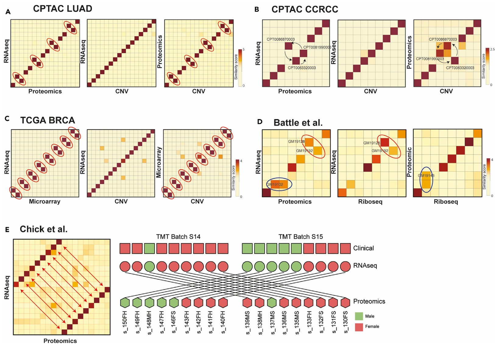 图4  COSMO在真实数据集中的应用 (A) CPTAC LUAD：四对蛋白质组学样本在RNA-seq-蛋白质组学和蛋白质组学-CNV之间相互匹配，但在RNA-seq-CNV中未观察到标记交换。 (B) CPTAC CCRCC：蛋白质组学中的三个样本在RNA-seq-蛋白质组学和蛋白质组学-CNV匹配中发生偏移，而RNA-seq和CNV之间的样本匹配良好。 (C) TCGA BRCA：八对微阵列样本在RNA-seq-微阵列和微阵列-CNV匹配中发生交换。 (D) Battle等人的研究：基于RNA-seq、蛋白质组学和Riboseq数据的比对，发现两个RNA-seq样本发生交换。观察到潜在的重复蛋白质样本。 (E) Chick等人的研究：RNA-seq和蛋白质数据之间有九对样本发生交换。与样本性别的临床注释合并表明蛋白质组学数据中存在交换。