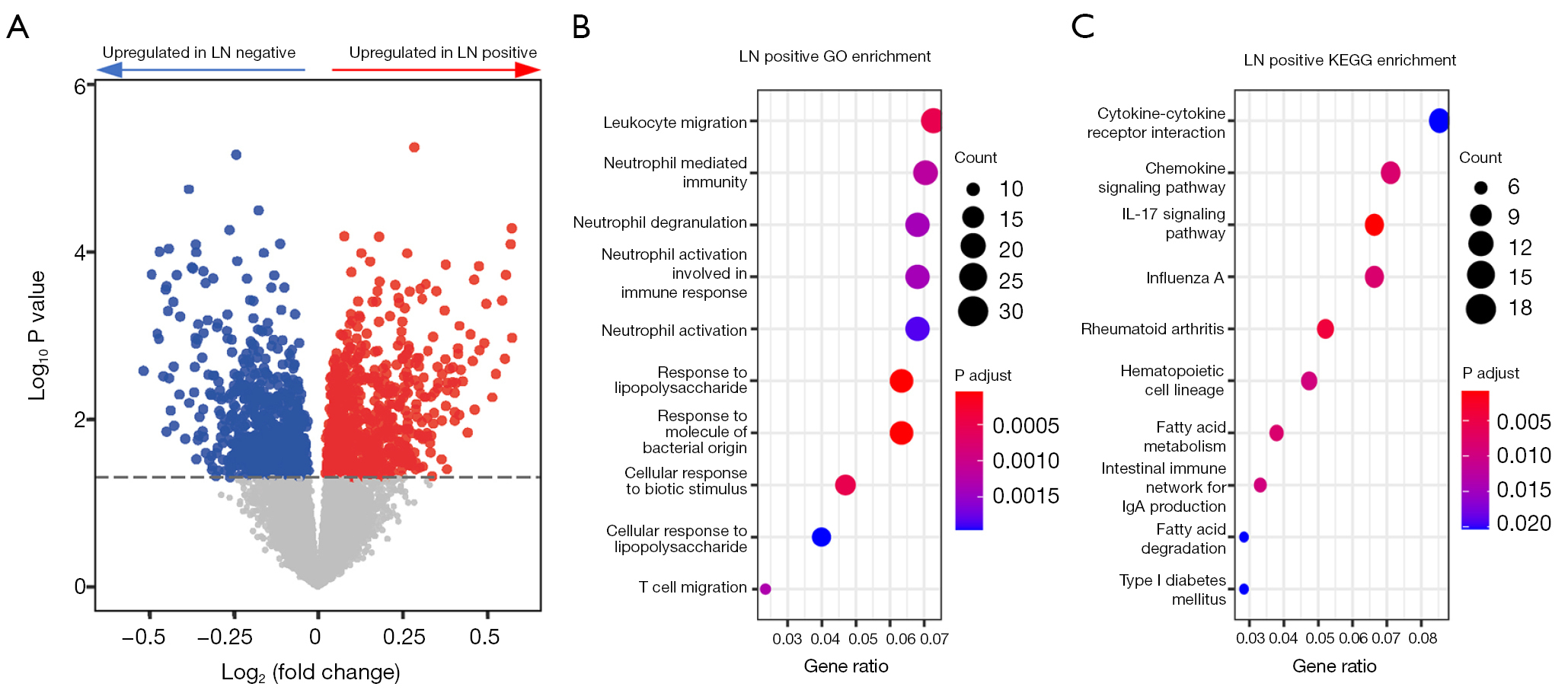 图 3 LN 阳性和 LN 阴性患者转录组的差异。(A）LN 阳性和 LN 阴性患者 RNA 表达的差异。红色，LN 阳性患者延长；蓝色，LN 阳性患者缩短；灰色，无明显变化。横线代表 P=0.05。(B) LN 阳性患者上调基因的 GO 富集分析。点的大小代表通路中基因的数量，颜色代表调整后的 P 值。(C）LN 阳性患者上调基因的 KEGG 富集分析。点的大小代表通路中基因的数量，颜色代表调整后的 P 值。LN，淋巴结；GO，基因本体；KEGG，京都基因和基因组百科全书。