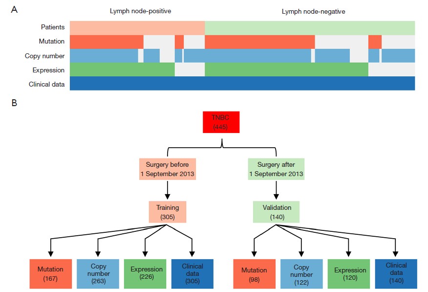 图3 队列的组成和划分。(A) 所有数据被分为腋窝淋巴结阳性和阴性组:(I) 共纳入445名患者,169名腋窝淋巴结阳性,276名阴性;(II) 全外显子测序(WES, n=265);(III) 体细胞拷贝数变异(SCNA, n=385);(IV) 转录组(n=346);(V) 所有患者均有临床病理信息。(B) 训练集和验证集的定义。根据手术时间将整个队列分为训练集(n=305, 68.5%)和验证集(n=140, 31.5%)。LN, 淋巴结;SCNA, 体细胞拷贝数变异;TNBC, 三阴性乳腺癌。