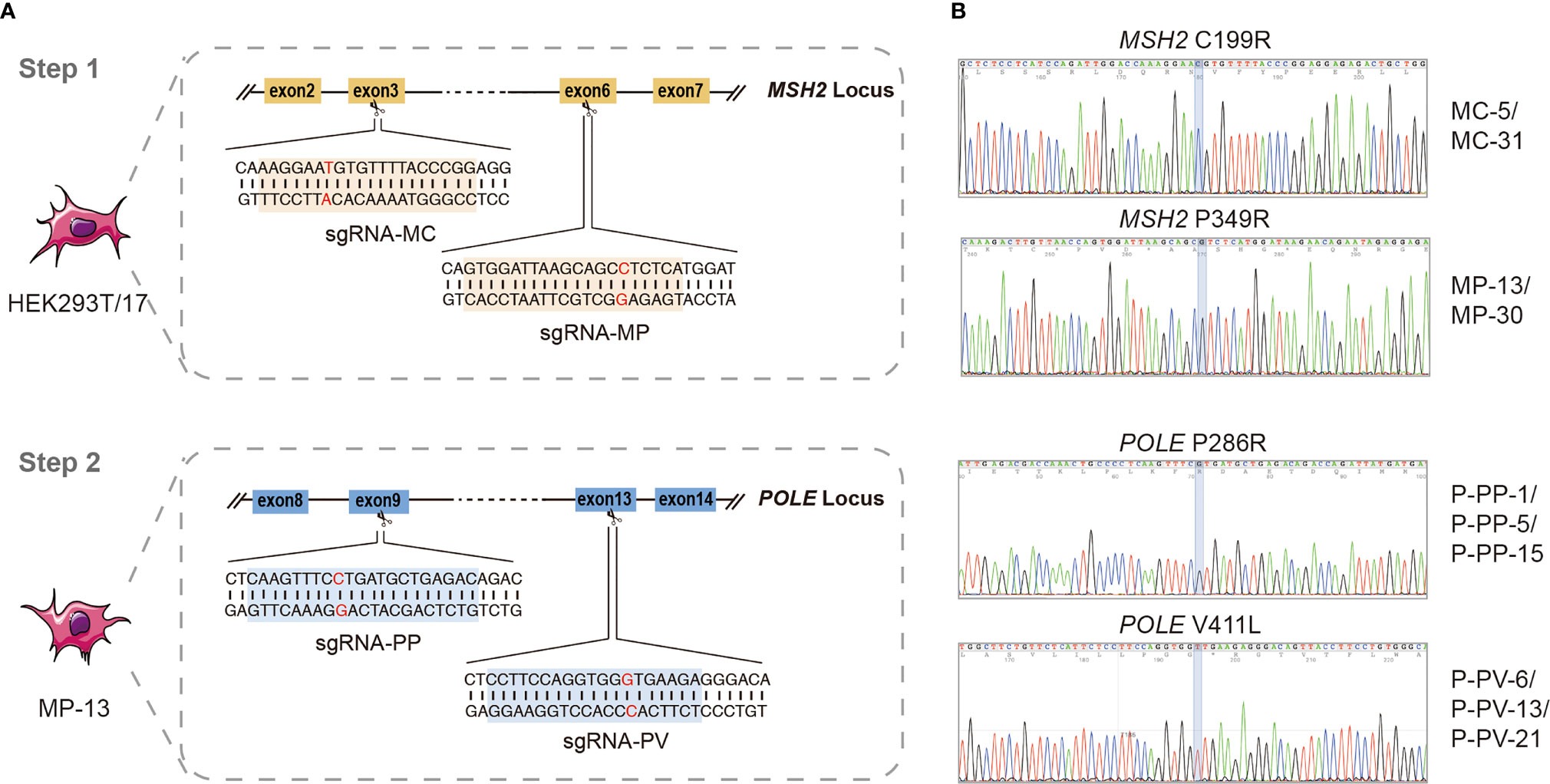 图2 CRISPR/Cas9系统生成与MSH2和POLAR变体共存的新细胞系
