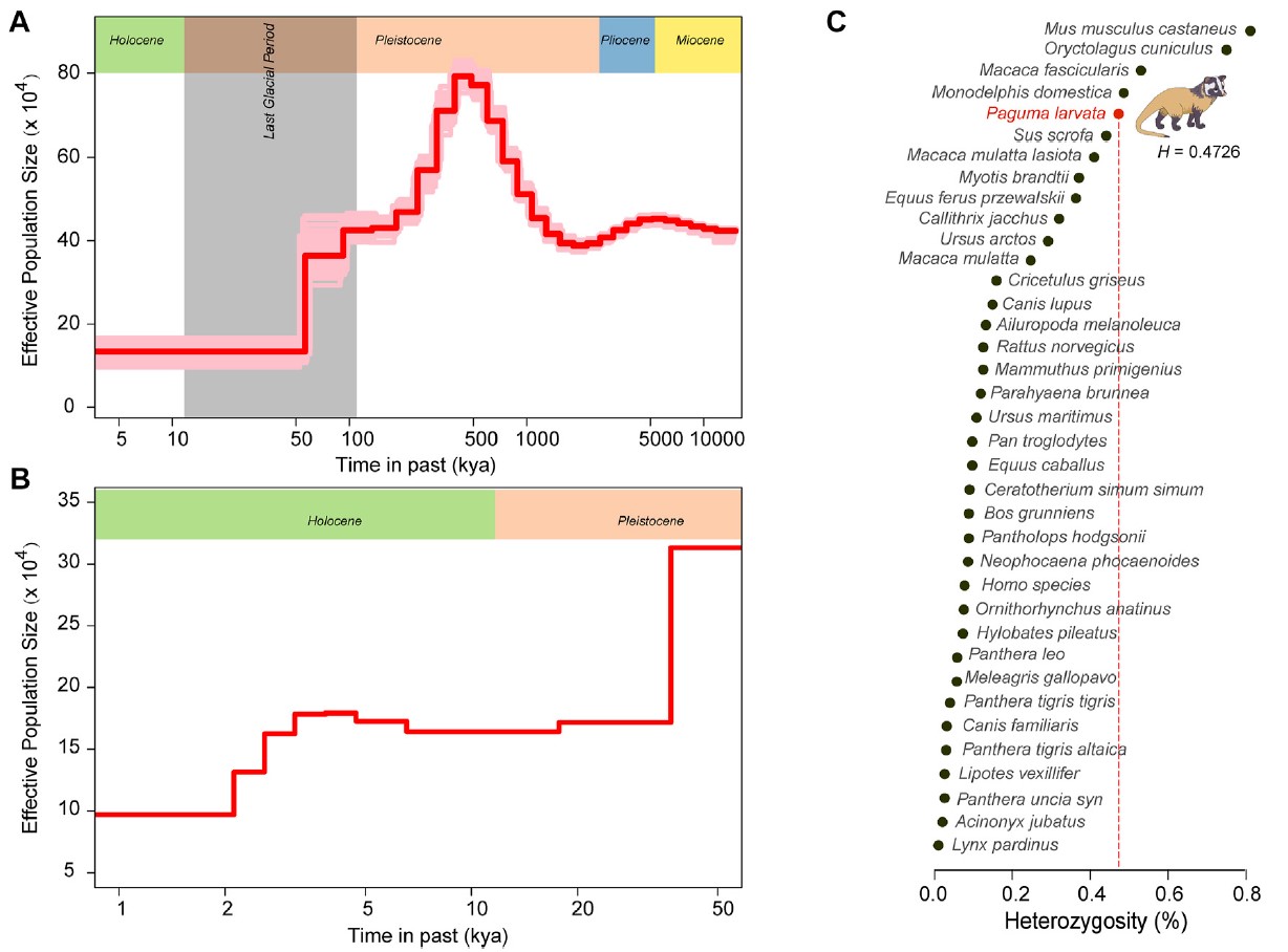 图7  果子狸的基因组杂合度和种群历史。 (A) 由PSMC估计的果子狸的人口统计学历史。 (B) 由SMC++估计的果子狸的人口统计学历史。 (C) 果子狸和其他36个已发表物种的全基因组杂合度。这里使用的世代间隔和突变率分别为2年和2.4×10-9。