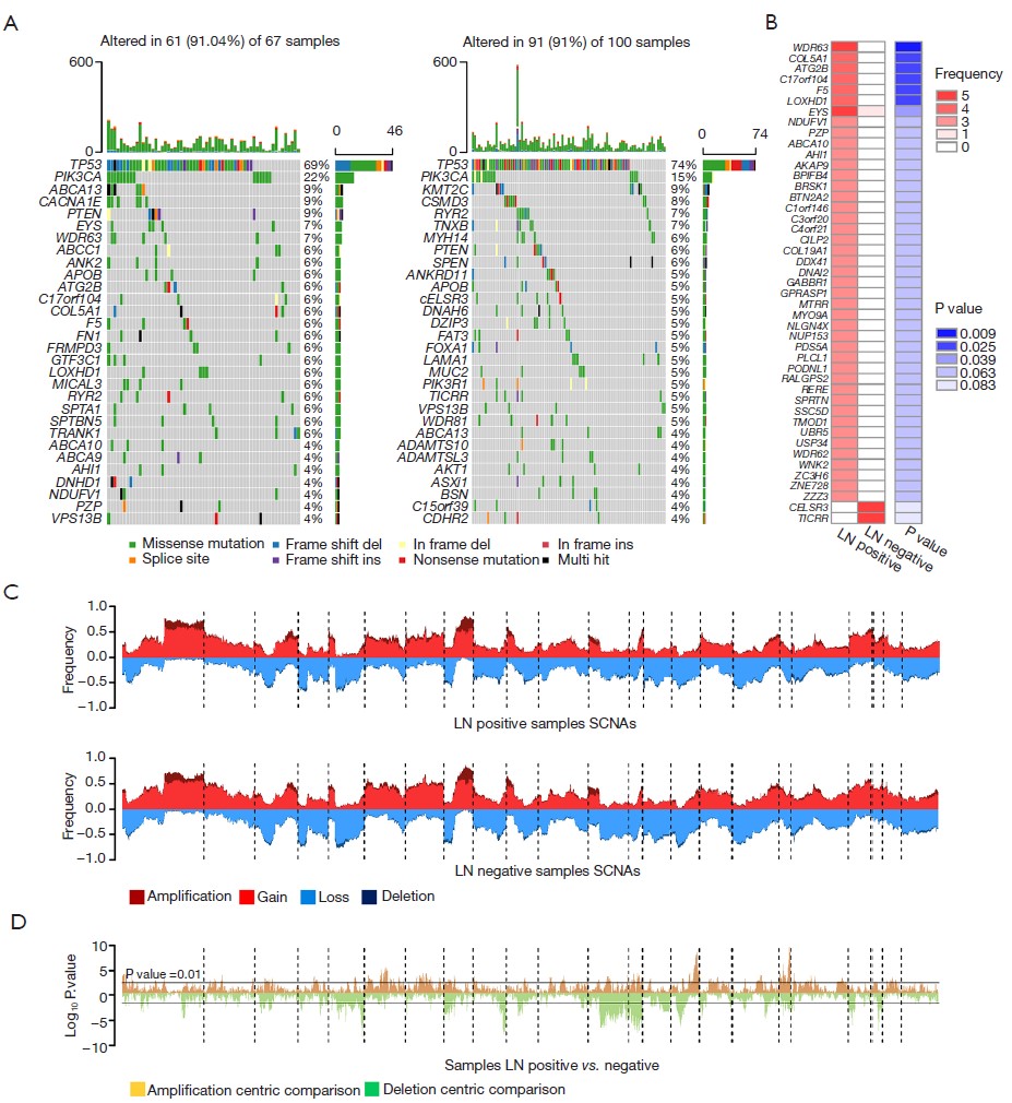 图4 淋巴结阳性和阴性患者的基因组差异。(A) 淋巴结阳性和阴性患者的突变特征。每列代表一个患者。上方条形图显示肿瘤突变负荷(TMB)。右侧数字表示每个基因的突变频率。(B) 淋巴结阳性和阴性患者之间的显著突变差异。图中显示突变事件数量和精确P值(Fisher精确检验)。(C) 淋巴结阳性和阴性患者的SCNA。每个垂直条表示一个基因的扩增(深红)、获得(浅红)、缺失(深蓝)和丢失(浅蓝)频率。(D) 比较淋巴结阳性和阴性患者在扩增为中心(黄色)或缺失为中心(绿色)计算中的SCNA(Fisher精确检验)。