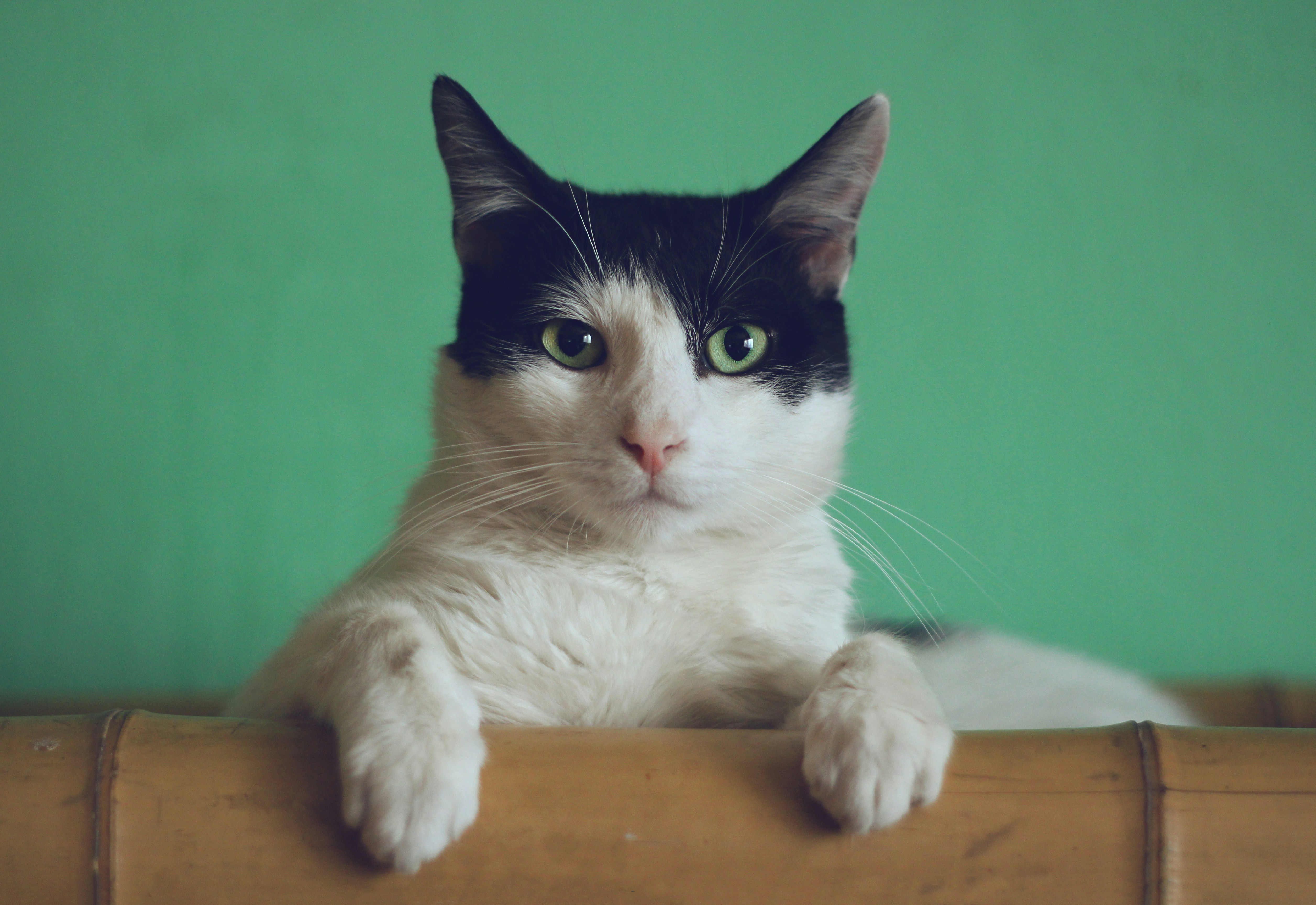 猫狗识别算法在智能门禁系统中的技术实现与部署方案