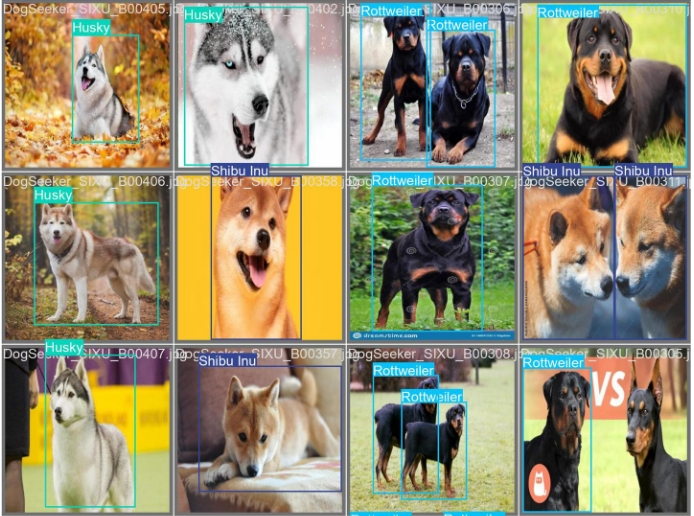 宠物犬类品种识别算法开发实操流程，支持180+种狗品种（附测试效果）
